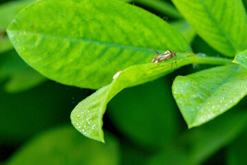 Wild plants, insects, and spiders captured by macro lenses
