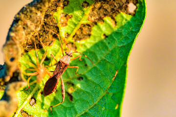 Wild plants, insects, and spiders captured by macro lenses