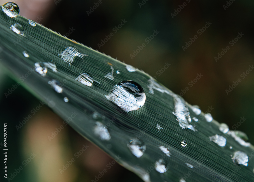 Wall mural water drops on grass