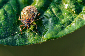 Wild plants, insects, and spiders captured by macro lenses