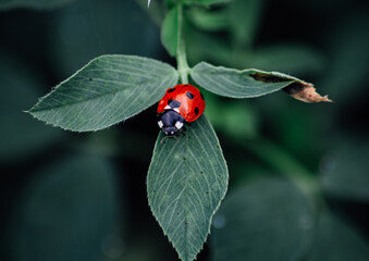 A red ladybug on a clover leaf