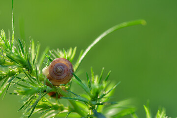 Wild plants, insects, and spiders captured by macro lenses