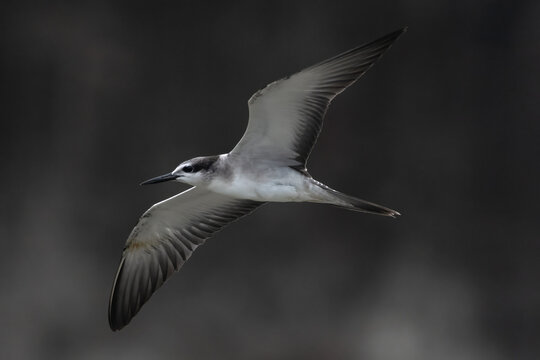 bridled tern or Onychoprion anaethetus, seen at Mumbai coast, Maharashtra, India