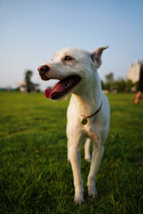 White puppy enjoying a walk on green grass