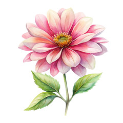 Obraz premium pink dahlia isolated on white background