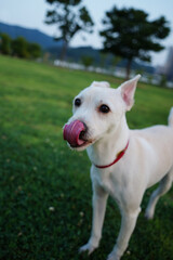 Portrait of a white dog with tongue out in the park.