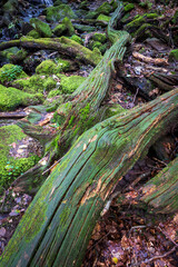 Fototapeta premium Moss-covered fallen trees on a rocky stream bed in a lush forest setting