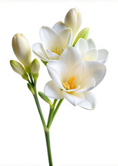 Freesia flower, white color, white background