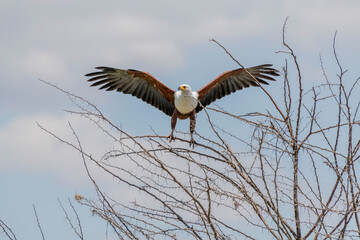 Wild birds in Serengeti National Park