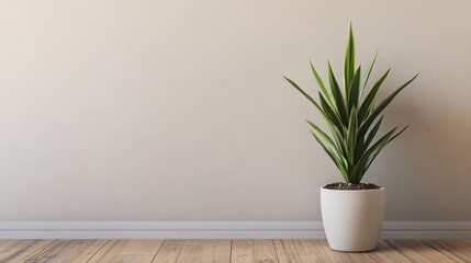 A single house plant placed in a white ceramic pot on a wooden floor, with a neutral-colored wall behind it