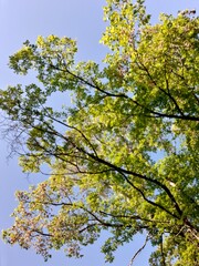 yellow leaves against blue sky