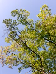 yellow leaves against blue sky
