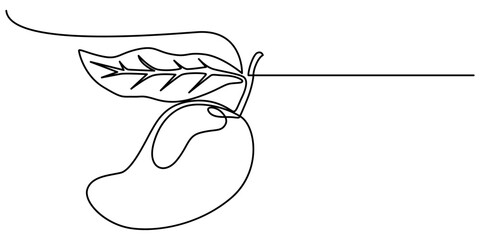 Continuous one line drawing of mango fruit with leaf. Mango fruit hand drawn single line art vector illustration, Continuous line drawing mango fruit. Healthy food natural organic concept.