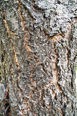 tree bark, bark texture, bark with lichen