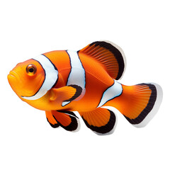 Vibrant Orange Clownfish Swimming Isolated On Transparent Background