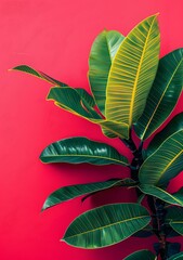 Obraz premium Green Leaves on Pink Wall Tropical Minimalist Background