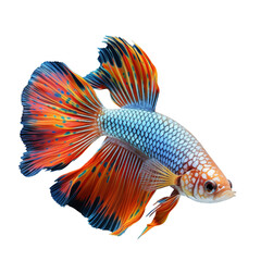 Fototapeta premium Colorful Betta Fish With Long Fins And Vibrant Patterns On Black Background