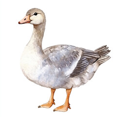 cute Goose watercolor clipart illustration isolated