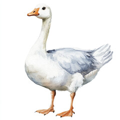 cute Goose watercolor clipart illustration isolated