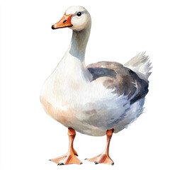 cute Goose watercolor clipart illustration isolated