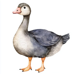 cute Goose watercolor clipart illustration isolated
