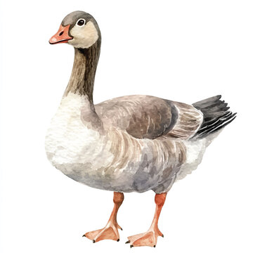 recommend clip art: cute Goose watercolor clipart illustration isolated