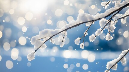 Close-up tree branch in a cold winter season covered with white snow Frosty environment Beauty of nature Daily sunlight Wintry bright outdoor scene