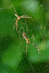 Wild plants, insects, and spiders captured by macro lenses