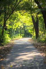 Obraz premium Path Through the Green Forest in the Sunlight