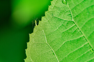 Wild plants, insects, and spiders captured by macro lenses
