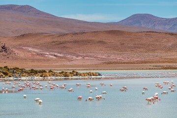 Wild fauna in the red lagoon in the bolivian altiplano