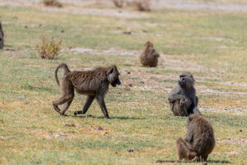 Wild monkeys in the African savannah