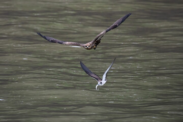Black kite chases a bridled tern at Sasoon Dock in Mumbai, Maharashtra, India