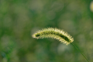 Fototapeta premium The natural growth of vines and weeds in the fields is the main vegetation in the eastern part of North China