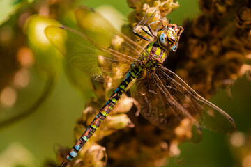 close up of dragonfly
