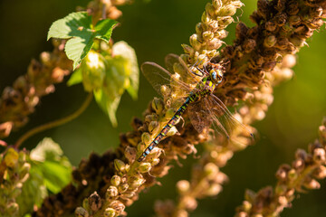 close up of a dragonfly