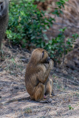 Wild monkeys in the African savannah