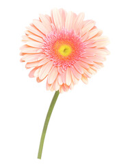 Pink gerber daisy isolated on white
