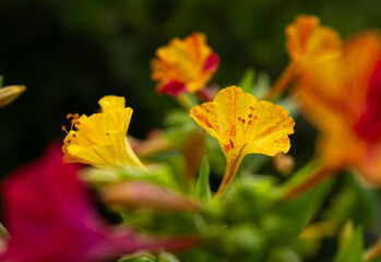 Blooming Mirabilis Jalapa or Four o Clock Flowers.