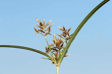 Coco-grass, Java grass, nut grass, purple nut sedge (Cyperus rotundus) in autumn