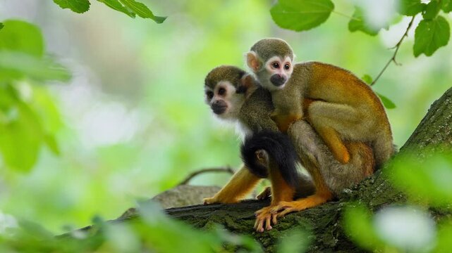 Common squirrel monkey (Saimiri sciureus) mother with baby