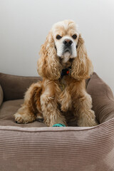American Cocker Spaniel sitting in his dog bed.