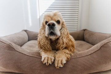American Cocker Spaniel lying in his dog bed.