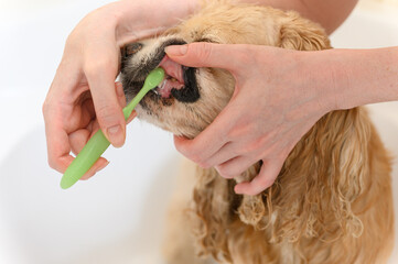 Female hand brushing american cocker spaniel teeth.