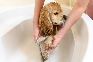 A woman washes a paw of Cocker Spaniel dog with shampoo.