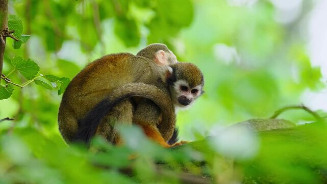 Common squirrel monkey (Saimiri sciureus) mother with baby