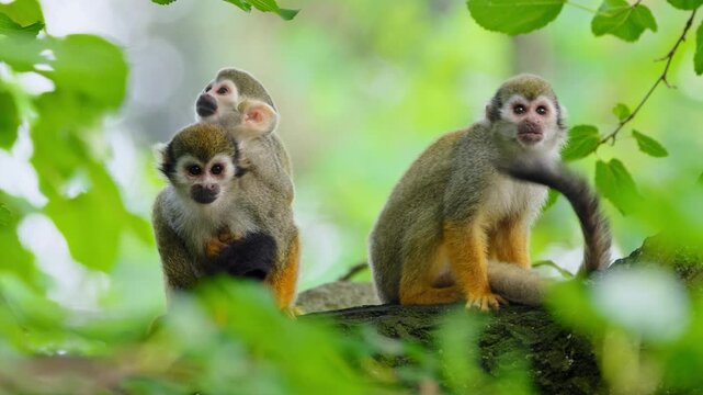 Common squirrel monkey (Saimiri sciureus) mother with baby