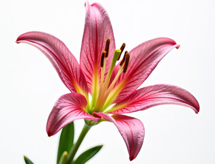 Naklejka premium Lily flower on a white background.