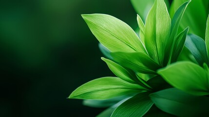 Fototapeta premium leaves up front, background softly blurred