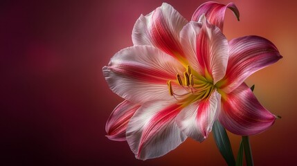 Obraz premium A tight shot of a pink-white bloom against a reddish-pink background, softly blurred backdrop
